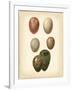 Bird Egg Study VI-Vision Studio-Framed Art Print