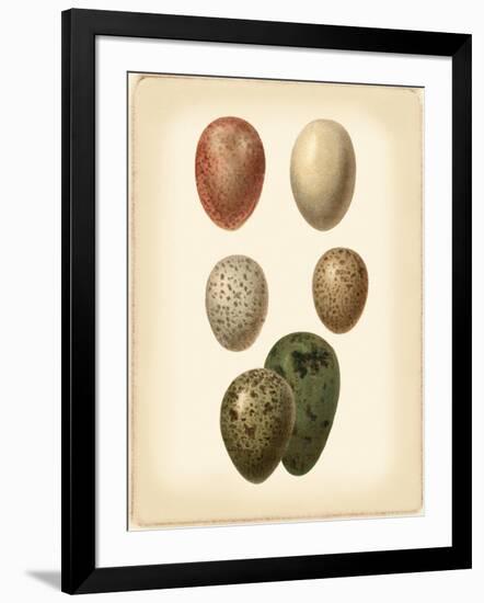 Bird Egg Study VI-Vision Studio-Framed Art Print