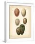 Bird Egg Study VI-Vision Studio-Framed Art Print