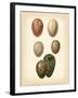 Bird Egg Study VI-Vision Studio-Framed Art Print