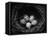 Bird Eggs in Nest-Henry Horenstein-Framed Stretched Canvas