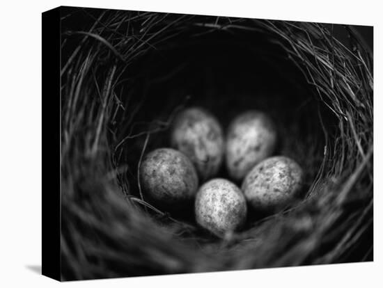 Bird Eggs in Nest-Henry Horenstein-Stretched Canvas