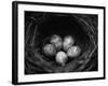 Bird Eggs in Nest-Henry Horenstein-Framed Photographic Print