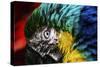 Bird Feathers-Pixie Pics-Stretched Canvas