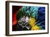 Bird Feathers-Pixie Pics-Framed Photographic Print