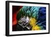 Bird Feathers-Pixie Pics-Framed Photographic Print