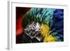 Bird Feathers-Pixie Pics-Framed Photographic Print