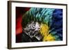 Bird Feathers-Pixie Pics-Framed Photographic Print