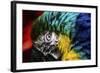 Bird Feathers-Pixie Pics-Framed Photographic Print