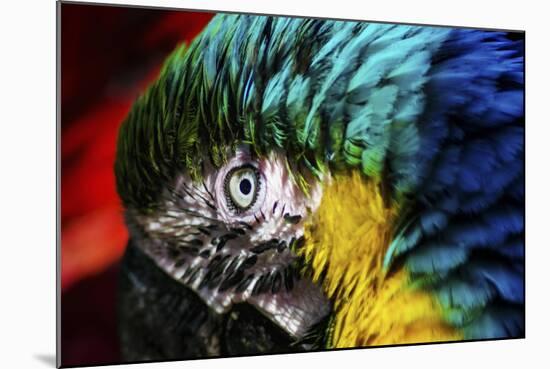 Bird Feathers-Pixie Pics-Mounted Photographic Print