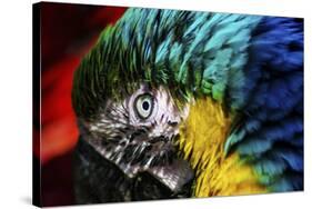 Bird Feathers-Pixie Pics-Stretched Canvas