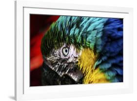 Bird Feathers-Pixie Pics-Framed Photographic Print