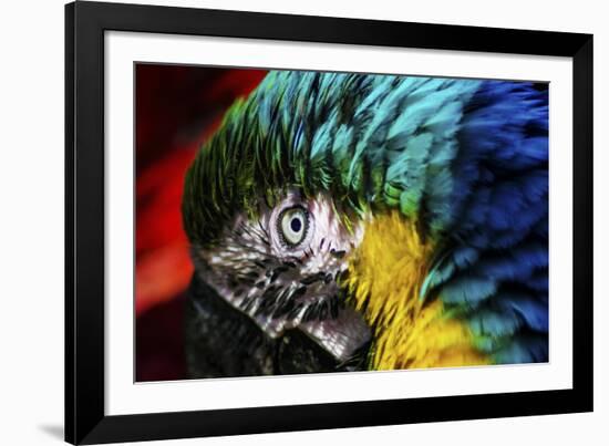 Bird Feathers-Pixie Pics-Framed Photographic Print