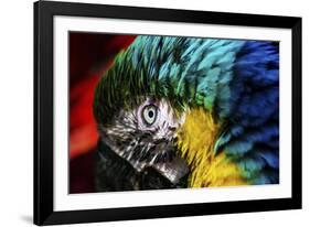 Bird Feathers-Pixie Pics-Framed Photographic Print