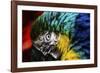 Bird Feathers-Pixie Pics-Framed Photographic Print