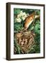 Bird Feeding Chicks in Nest-null-Framed Giclee Print