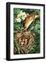 Bird Feeding Chicks in Nest-null-Framed Giclee Print