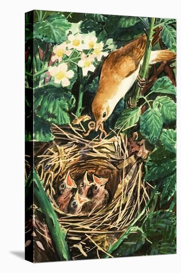 Bird Feeding Chicks in Nest-null-Stretched Canvas