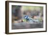 Bird Focus - Splash-Staffan Widstrand-Framed Giclee Print