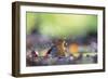 Bird Focus - Wash-Staffan Widstrand-Framed Giclee Print