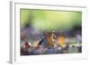 Bird Focus - Wash-Staffan Widstrand-Framed Giclee Print