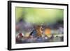 Bird Focus - Wash-Staffan Widstrand-Framed Giclee Print