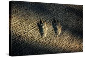 Bird Footprints in the Sand-null-Stretched Canvas