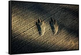 Bird Footprints in the Sand-null-Framed Stretched Canvas