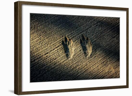 Bird Footprints in the Sand-null-Framed Photo