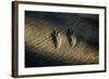 Bird Footprints in the Sand-null-Framed Photo