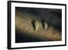 Bird Footprints in the Sand-null-Framed Photo