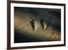 Bird Footprints in the Sand-null-Framed Photo