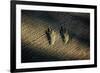 Bird Footprints in the Sand-null-Framed Photo