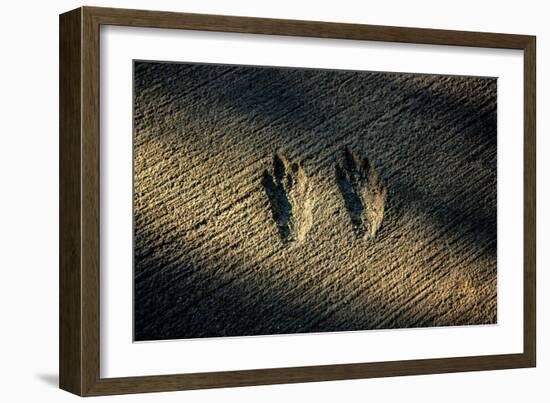 Bird Footprints in the Sand-null-Framed Photo