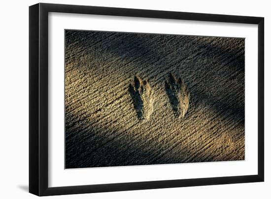 Bird Footprints in the Sand-null-Framed Photo