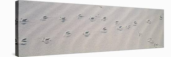 Bird Footprints on the Sand, Australia-null-Stretched Canvas