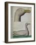 Bird from Strait of Magellan-null-Framed Giclee Print