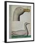 Bird from Strait of Magellan-null-Framed Giclee Print