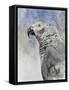 Bird - Head Study-Rusty Frentner-Framed Stretched Canvas