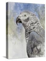 Bird - Head Study-Rusty Frentner-Stretched Canvas