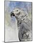Bird - Head Study-Rusty Frentner-Mounted Giclee Print