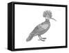 Bird Hoopoe-Neeti Goswami-Framed Stretched Canvas