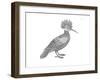 Bird Hoopoe-Neeti Goswami-Framed Art Print