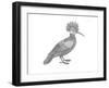 Bird Hoopoe-Neeti Goswami-Framed Art Print