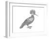 Bird Hoopoe-Neeti Goswami-Framed Art Print