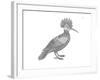 Bird Hoopoe-Neeti Goswami-Framed Art Print