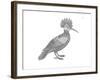 Bird Hoopoe-Neeti Goswami-Framed Art Print