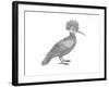 Bird Hoopoe-Neeti Goswami-Framed Art Print