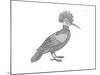 Bird Hoopoe-Neeti Goswami-Mounted Art Print