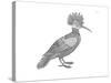 Bird Hoopoe-Neeti Goswami-Stretched Canvas